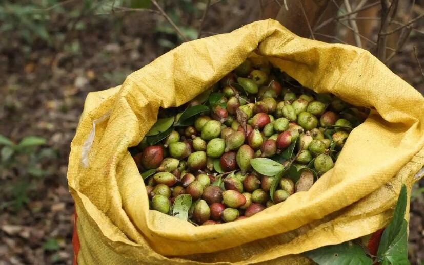 山茶油品牌全案策劃